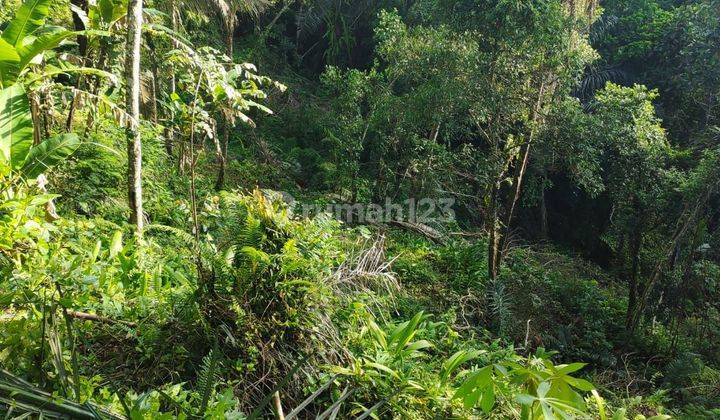 TOP URGENT  DI JUAL TANAH VIEW SAWAH SUNGAI  HUTAN & AIR TERJUN LOKASI PAYANGAN UBUD GIANYAR
 2