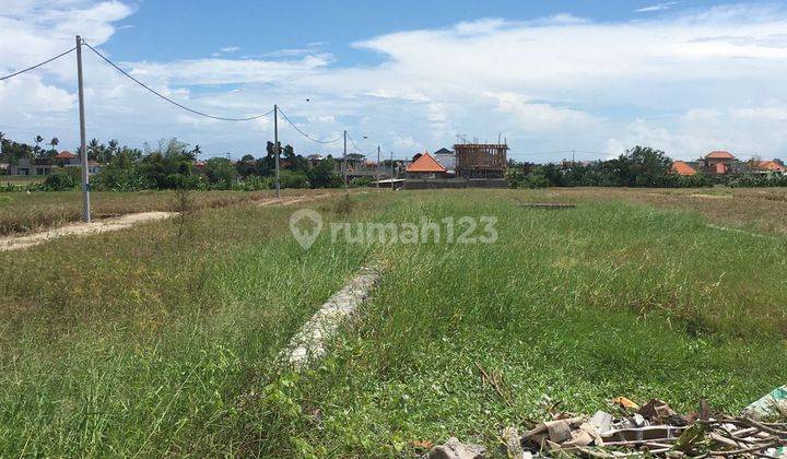 TOP URGENT DI JUAL TANAH VIEW SAWAH LOKASI CEMAGI MENGWI BADUNG  1