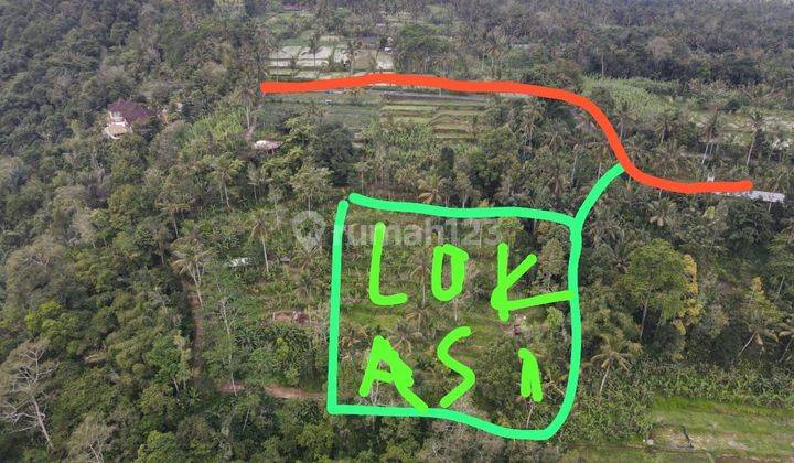 TOP URGENT FOR SALE LAND LOCATION PUHU PAYANGAN UBUD GIANYAR
 2