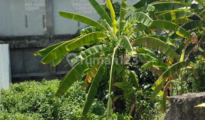 Pasti Closing Di Sewakan Tanah Lokasi Kayu Tulang Selatan Canggu Kuta Utara Badung