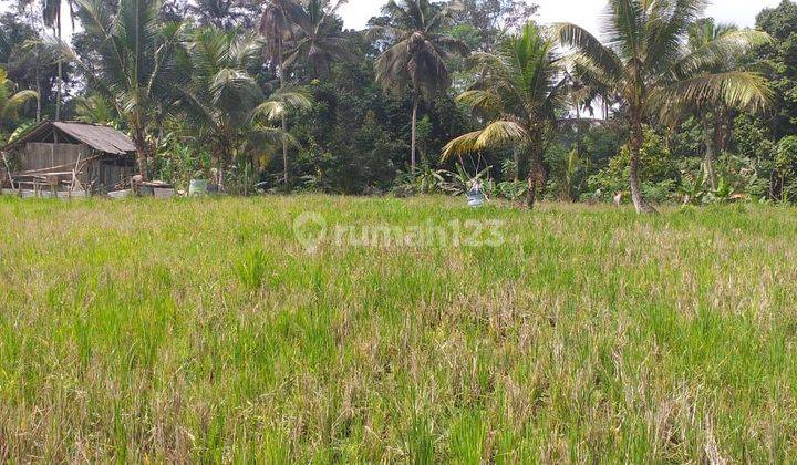 Land for sale in Pezeng location 2