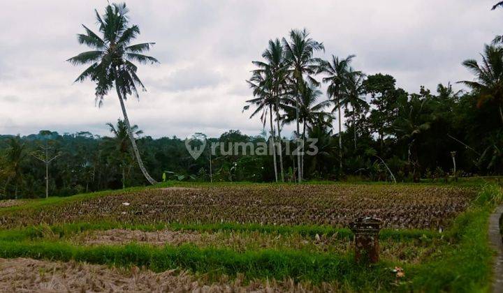 Tanah Jual Lokasi Tegallalang 1