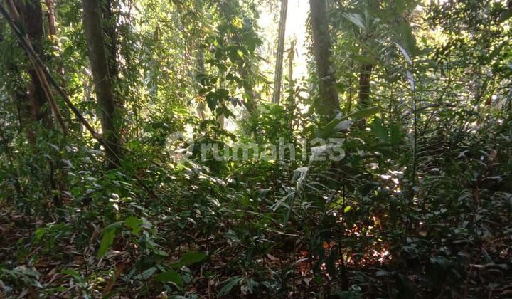 Land for Sale Location.blahbatuh