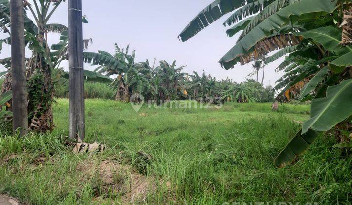 Tanah Cocok Dibangun Gudang Atau Cluster Di Kampung Bulak S7780 1