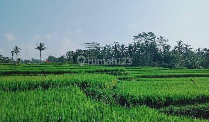 Tanah Luas Strategis di Tegallalang Gianyar Bali 1