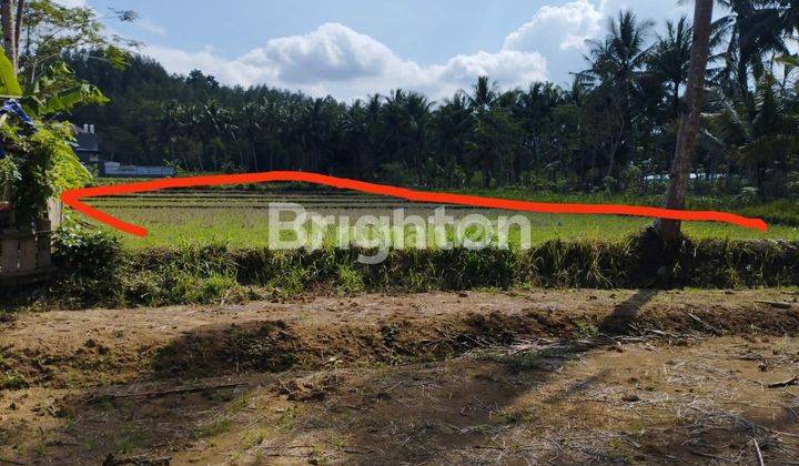 TANAH SAWAH DEKAT CANDI BOROBUDUR MAGELANG 2