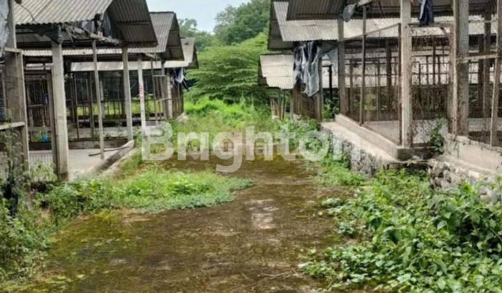 TANAH  LARANGAN PETERNAKAN AYAM PETELUR MAGELANG - JAWA TENGAH 1