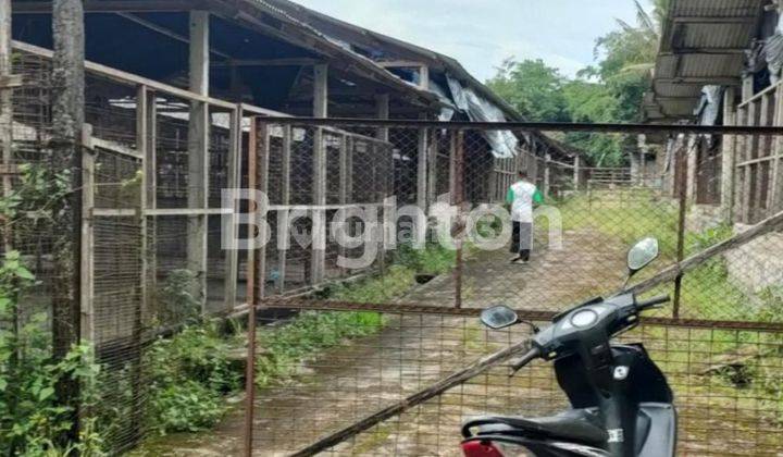 TANAH  LARANGAN PETERNAKAN AYAM PETELUR MAGELANG - JAWA TENGAH 2