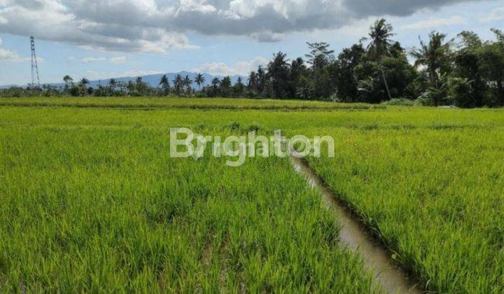 TANAH SAWAH BOJONG - MUNGKID - MAGELANG - JAWA TENGAH 1