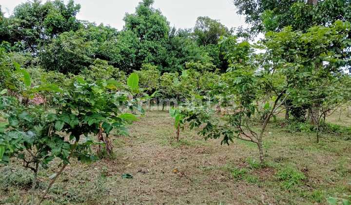 Jagabita Land Parungpanjang Bogor Jagabita Land Parungpanjang Bogor