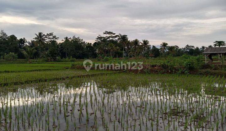 Sawah di tasikmalaya arah manonjaya jual Cepat.  1