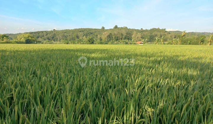 Sawah Shm 8.854m² 3x Panen/Tahun 20 Mnt Dari Tol Purwakarta 2