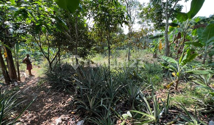 T576 Tanah Di Jonggol, Kab. Bogor - Jawa Barat
