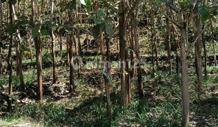 Tanah 2811M2 di Mulo, Wonosari, Gunung Kidul, Yogyakarta, SHM