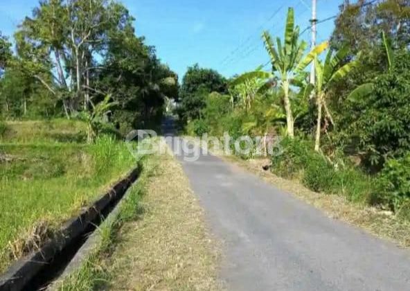 Dijual tanah daerah Singaraja.jalan raya poh bergong.desa Poh bergong Singaraja bali