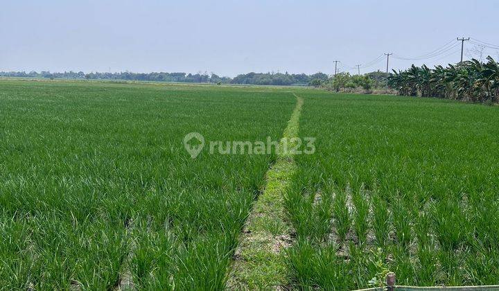 Di Jual Tanah SHM Tanpa Perantara Dibekasi, Cocok Untuk Usaha Sawah Dan Perternakan Ayam 2