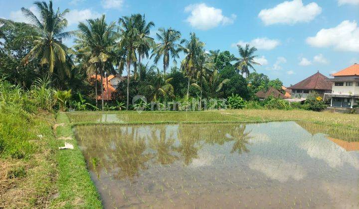 Land for rent located in Bisma Ubud Gianyar Bali 2