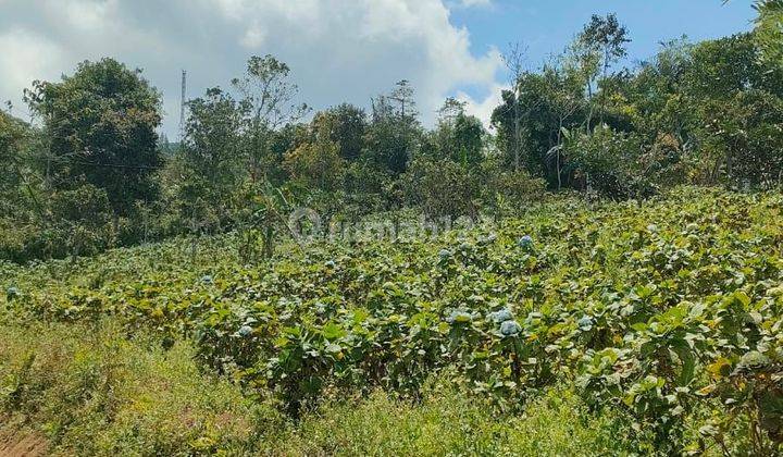 Land for sale in Munduk Bulelelng Bali 2