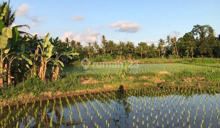 Disewakan tanah view sawah lokasi tembongkang singakerta ubud 2