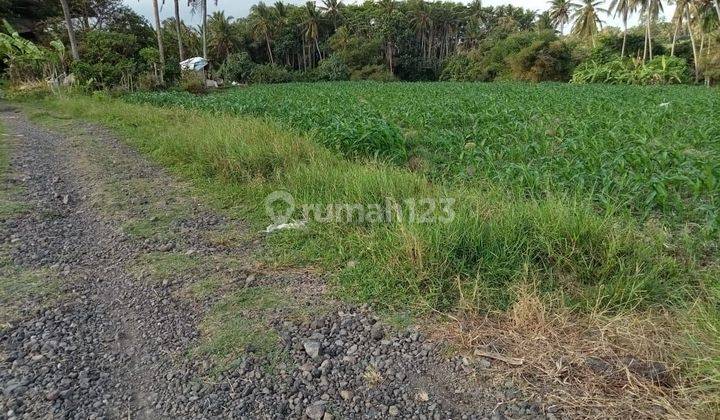 Dijual tanah los pantai lokasi beraban selemadeg timur tabanan 
 2