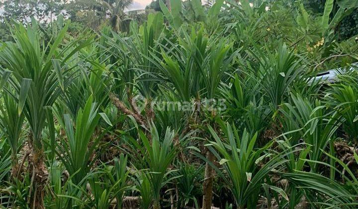 Dijual tanah lokasi tumbak bayuh pererenan mengwi 1