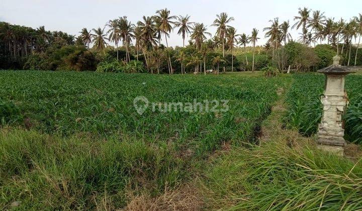 Dijual Tanah Los Pantai Lokasi Beraban Tabanan Bali 1