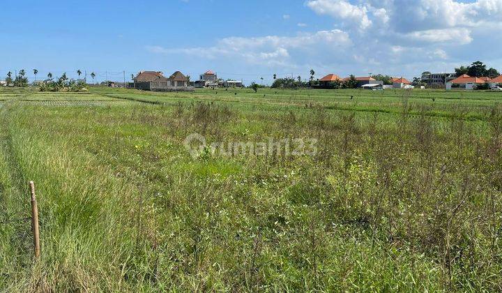 Dijual tanah view sawah lokasi seseh munggu mengwi 1