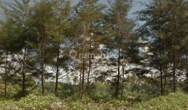 Dijual tanah los pantai lokasi pering gianyar 2