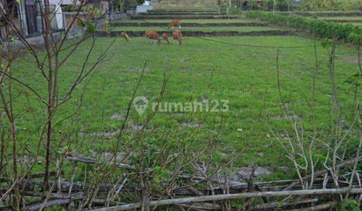 Dijual tanah los pantai lokasi yeh sumbul mendoyo 1