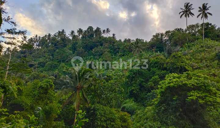 Dijual Tanah View Sawah Lokasi Buahan, Payangan