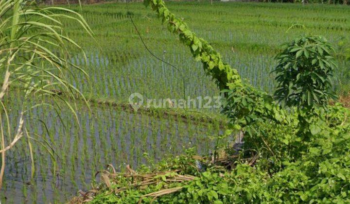 Disewakan tanah dekat pantai lokasi jalan subak sari brawa 2