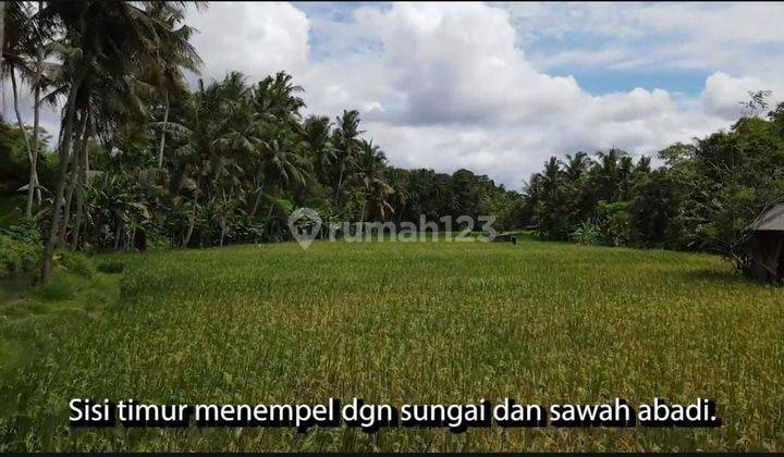 Land for sale with a view of the river and rice paddies located in Lodtunduh Ubud 1