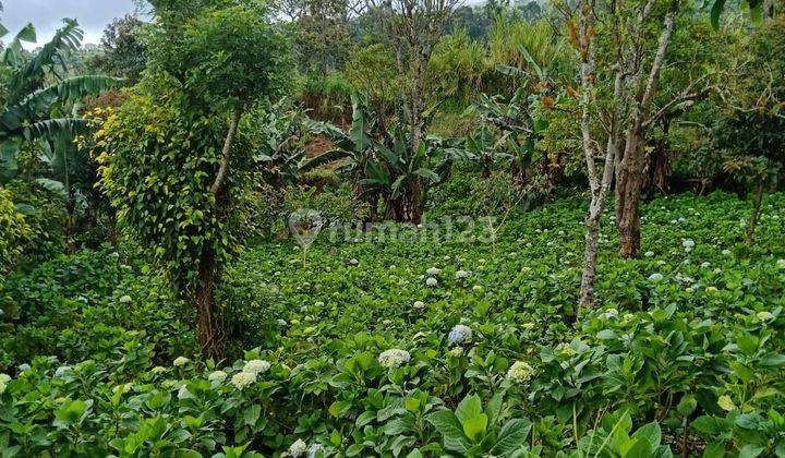 Dijual Tanah Lokasi Wanagiri Munduk Buleleng  2