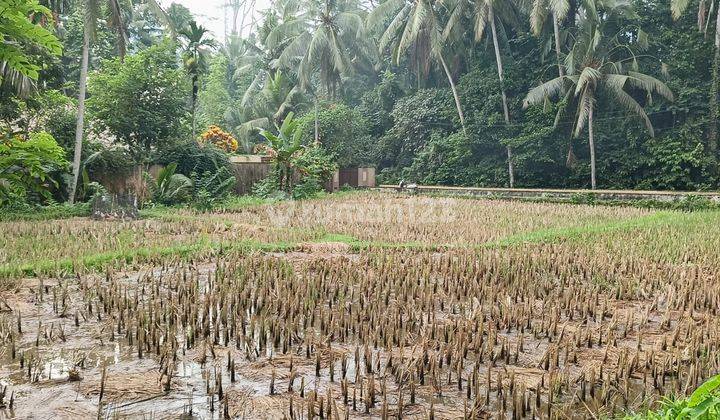 Dijual Tanah View Sawah Lokasi Tegallalang Ubud Gianyar Bali 1