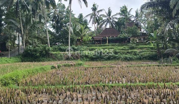 Dijual Tanah View Sawah Lokasi Tegallalang Ubud Gianyar Bali 2