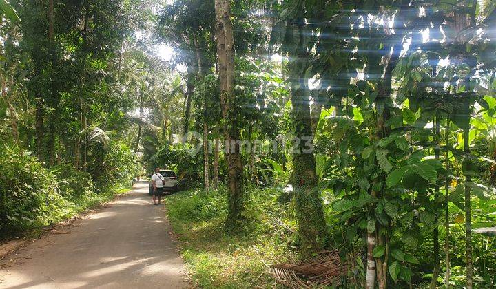 Dijual Tanah Lokasi Kelusa Payangan Gianyar Bali 2