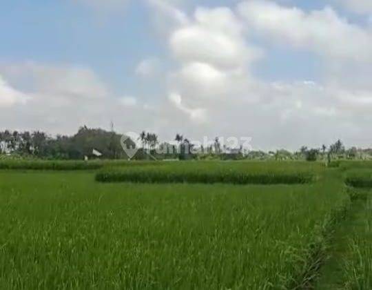 Dijual Tanah View Sawah Lokasi Lodtunduh Ubud Gianyar Bali 2