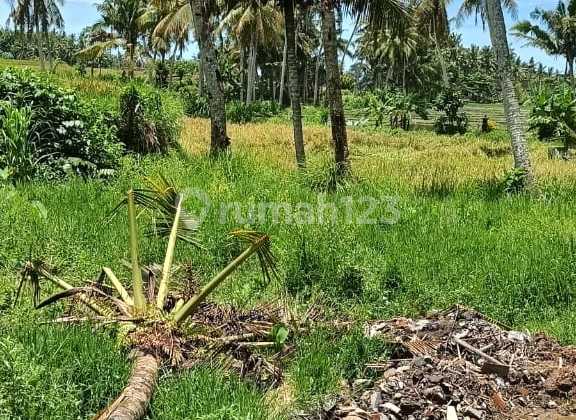 Dijual Tanah View Sawah Lokasi Teges Ubud Gianyar Bali