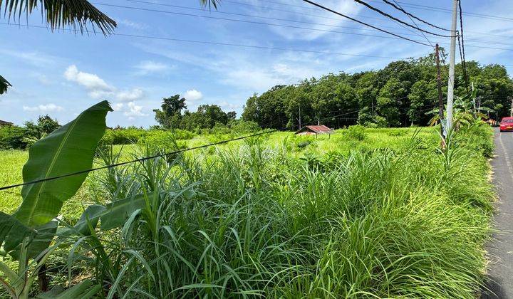 Disewakan Tanah Lokasi Lodtunduh Ubud Gianyar Bali 2