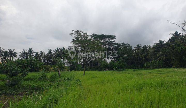 Dijual tanah jalan utama lokasi pejeng kaja tampaksiring 2