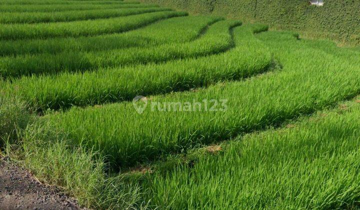 Land for rent on the main road of Sempol Pererenan Mengwi Badung 2