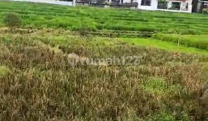 Dijual Tanah View Sawah Lokasi Jalan Subak Daksina Babakan Canggu Dijual Tanah View Sawah Lokasi Jalan Subak Daksina Babakan Canggu