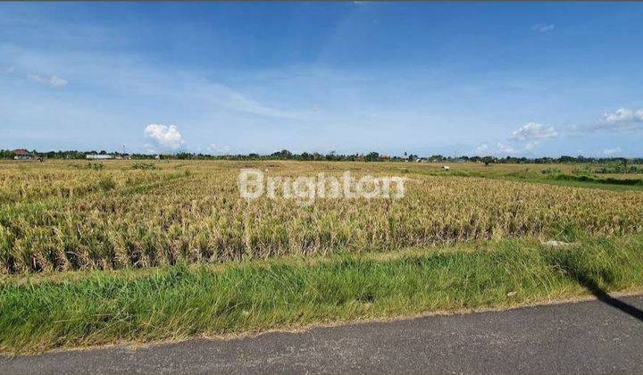 Tanah Di Jual Di Pinggir Jalan Utama Pererenan 2