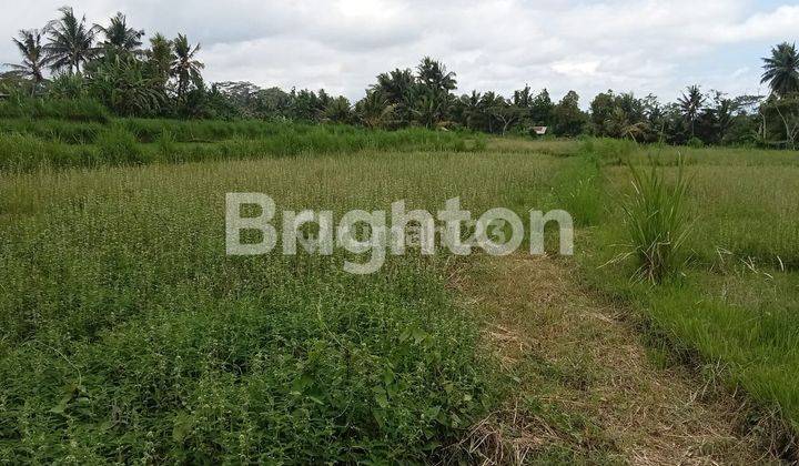 AFFORDABLE LAND  PRIME LOCATION IN PEJENG UBUD BALI 2