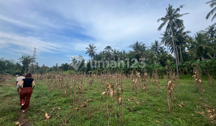 On Sale Tanah Lokasi Strategis Pekutatan Jembrana On Sale Tanah Lokasi Strategis Pekutatan Jembrana