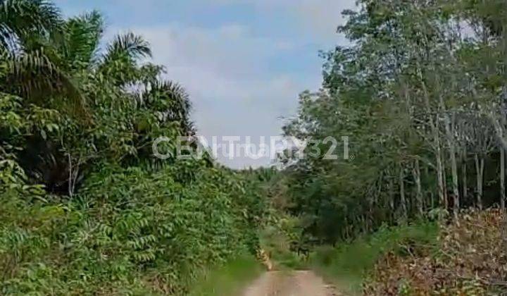 Tanah Dekat Kantor Pemerintah Tanjung Sepaku IKN Kalimantan Timur 1