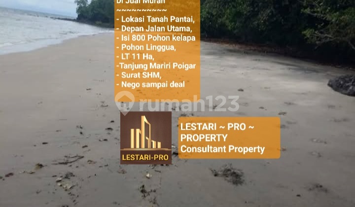 Di Jual Murah Tanah Pantai serta Isi Tanaman Kelapa dan Pohon Jati 800 Batang Poigar Tanjung Mariri Di Jual Murah Tanah Pantai serta Isi Tanaman Kelapa dan Pohon Jati 800 Batang Poigar Tanjung Mariri
