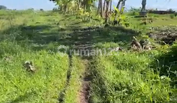 Kelating Tibu Biyu Kerambitan Tabanan Tourism Land