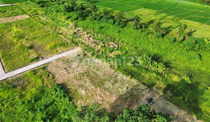 Land in Kedungu Near Nyanyi Cemagi Seseh