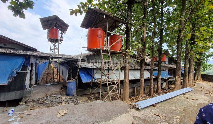 Dijual Tanah Peternakan Ayam Shm Harga  Sangat Terjangkau !! 2